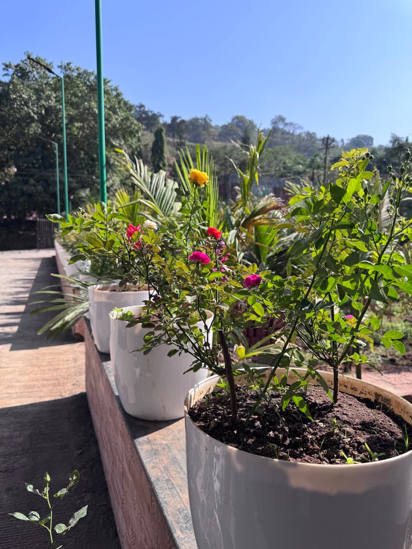 Blooming flowers in white pots lined along the villa's driveway with hill view in background