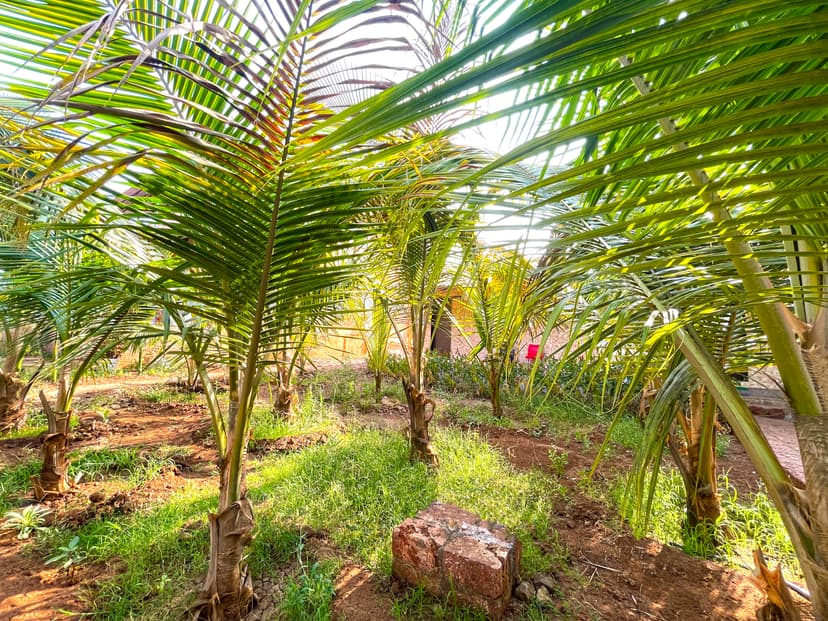 Close-up of lush coconut grove with sunlight streaming through green palm leaves