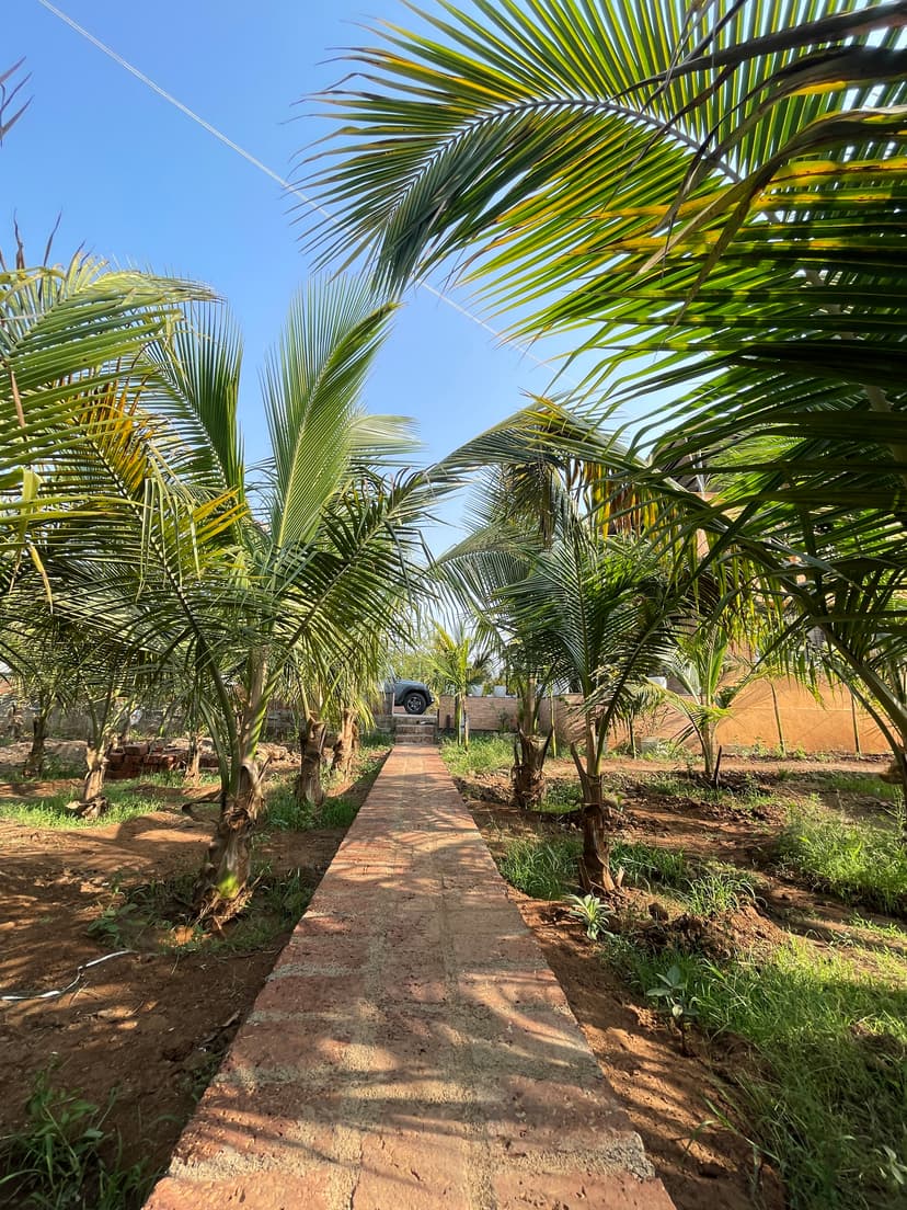 Brick pathway surrounded by coconut trees leading to the villa's parking area